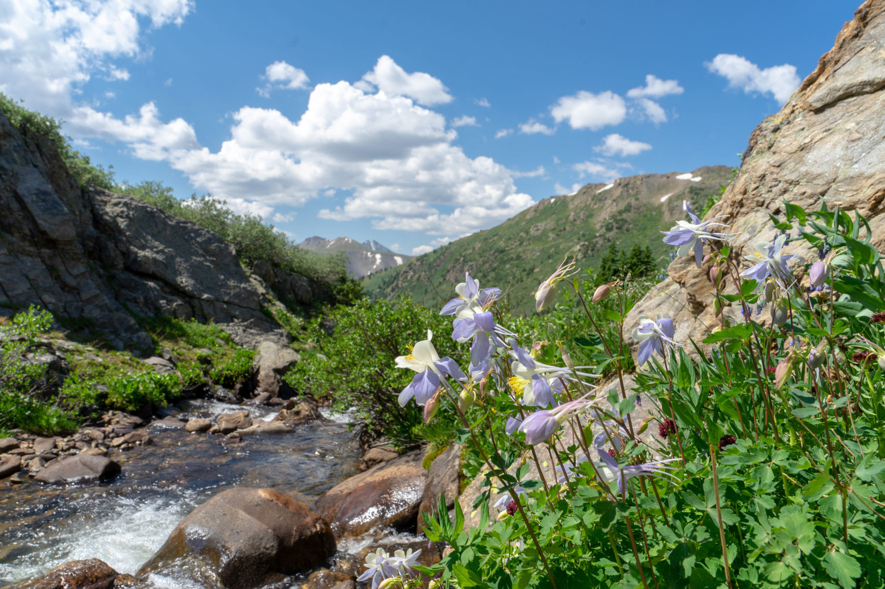 Columbines